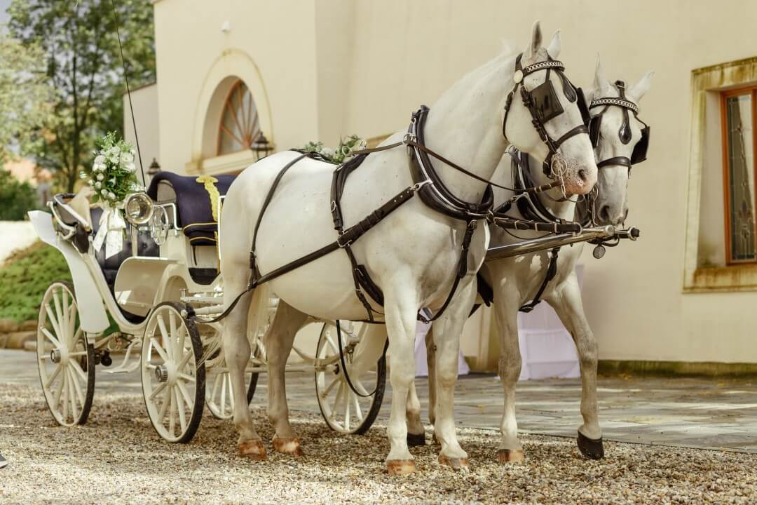 Two white horses pulling a carriage