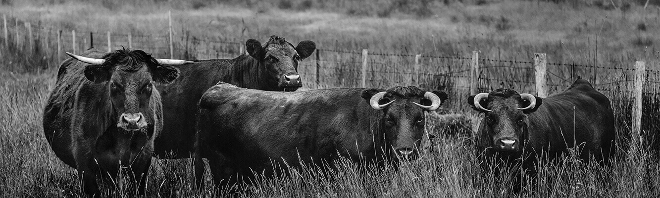 Black and white photo of cattle grazing